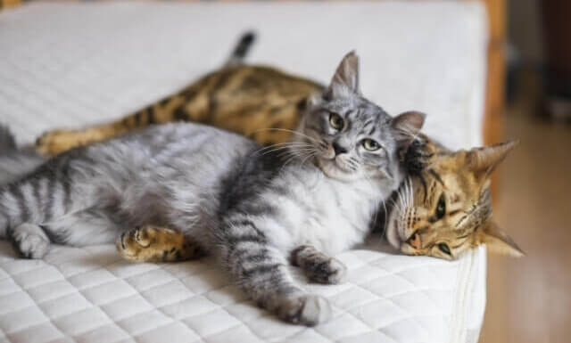 種類別 個性豊かな雑種猫の特徴 雑種の猫は寿命が長い Cat Manners