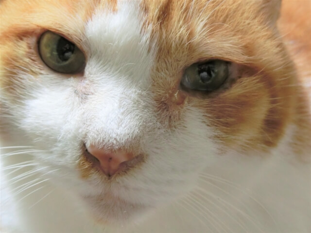 動物病院直伝 猫の目やにの原因 対処法 目薬のさしかたを徹底解説 涙やけのケア方法やおすすめアイテムもご紹介 Cat Manners